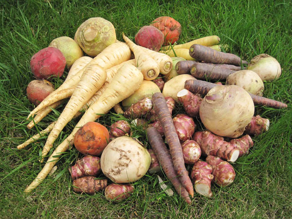 legumes-anciens-gamme