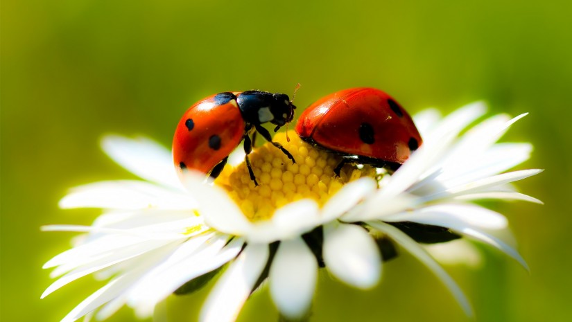 printemps coccinelle