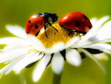 printemps coccinelle