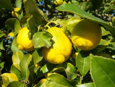 citronnier