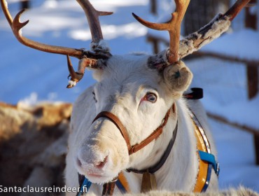 un-renne-blanc-aux-yeux-bleus-a-santa-claus-reindeer-a-rovaniemi-en-finlande