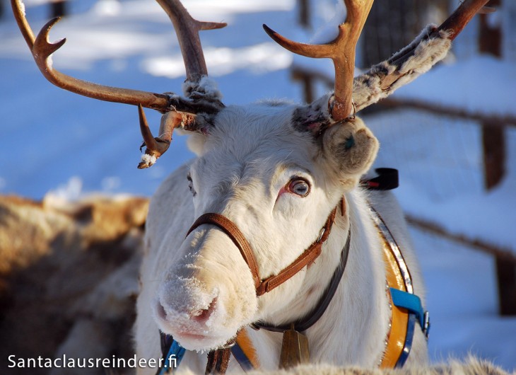 Les Rennes Du Pere Noel Ont Les Yeux Bleus