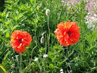 coquelicot-plant@net