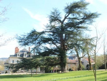 jardin de madame Graffigny cedre du liban