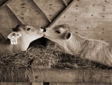 petits veaux violence contre animaux