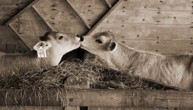 petits veaux violence contre animaux