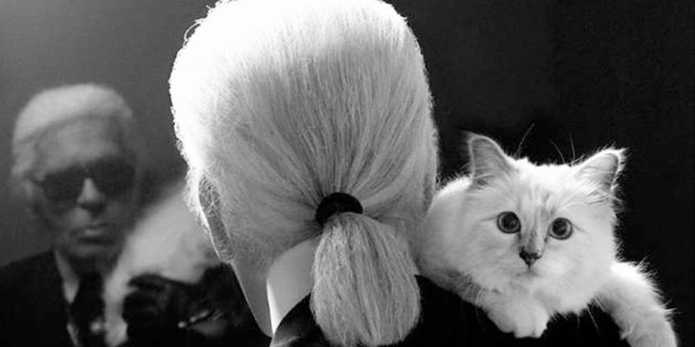 Amour De Chat Amour De Chat