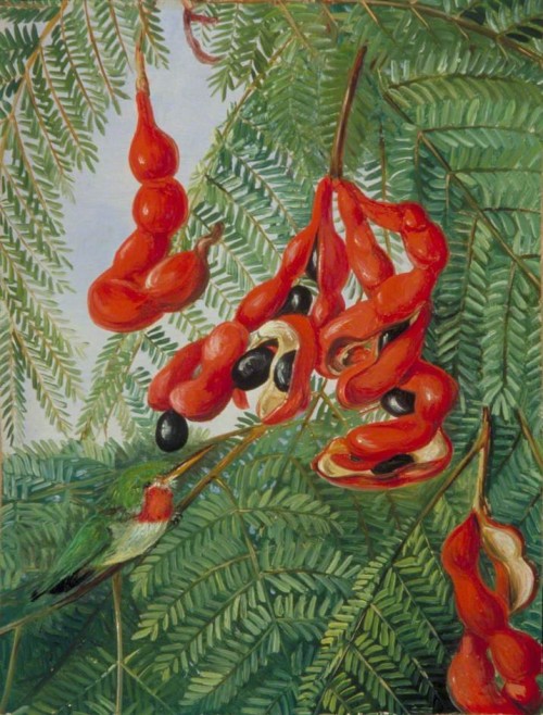 The Wild Tamarind of Jamaica with Scarlet Pod and Barbet by Marianne North (1872)