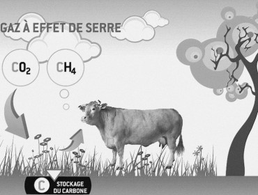 gaz-effet-serre-vache-émission-de-méthane