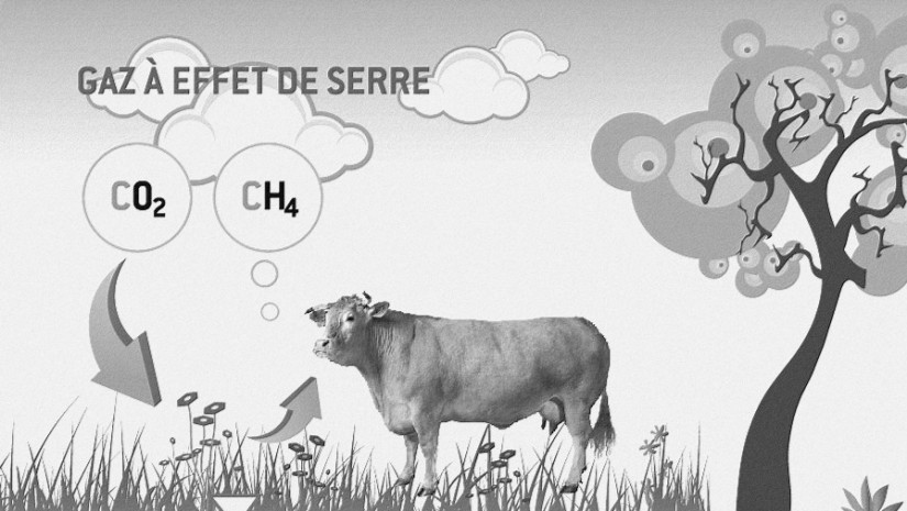 gaz-effet-serre-vache-émission-de-méthane