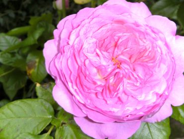 rose-anglaise-rose