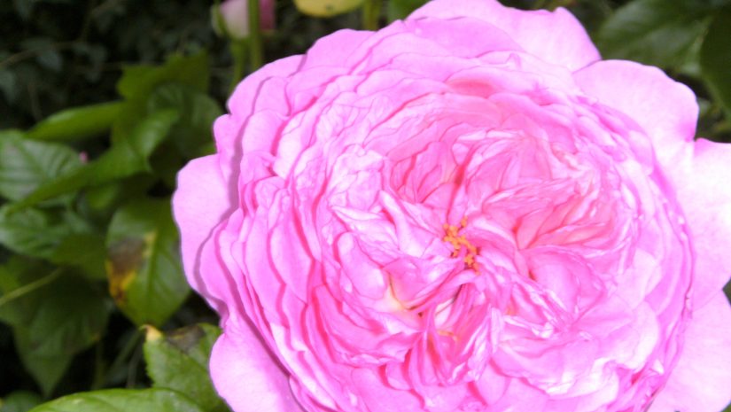 rose-anglaise-rose