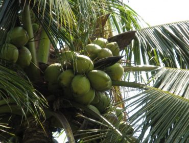 coconut_green