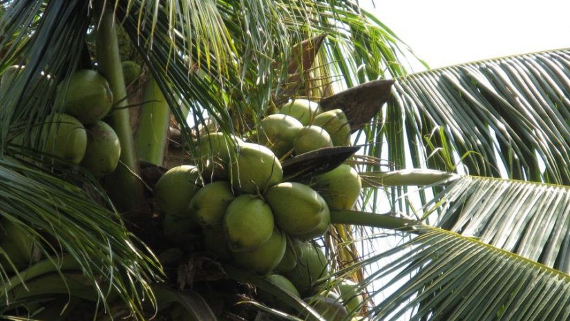 coconut_green