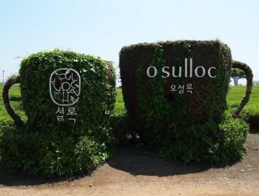 thé-vert-jeju-sejak-osulloc