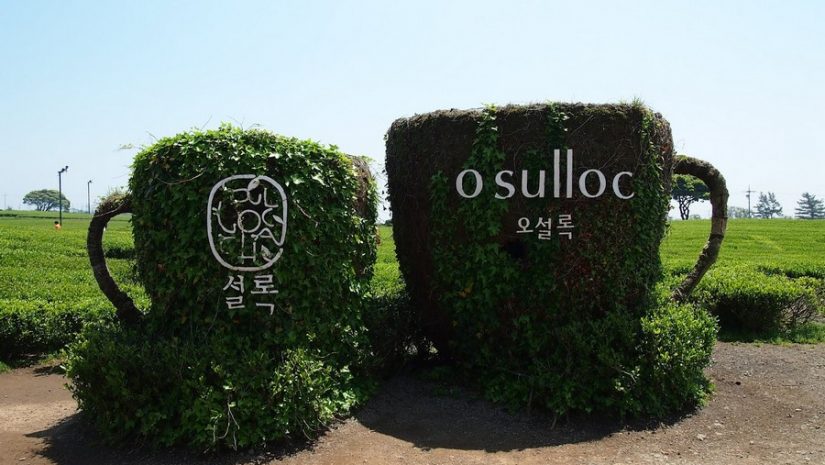 thé-vert-jeju-sejak-osulloc