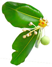 plante-calophylle