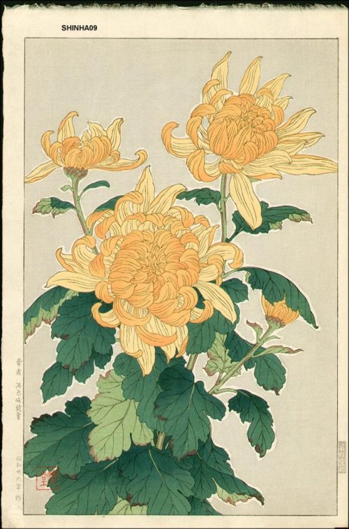 Kawarazaki-Shodo-No-Series-Chrysantheme