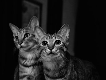 duo-des-chats