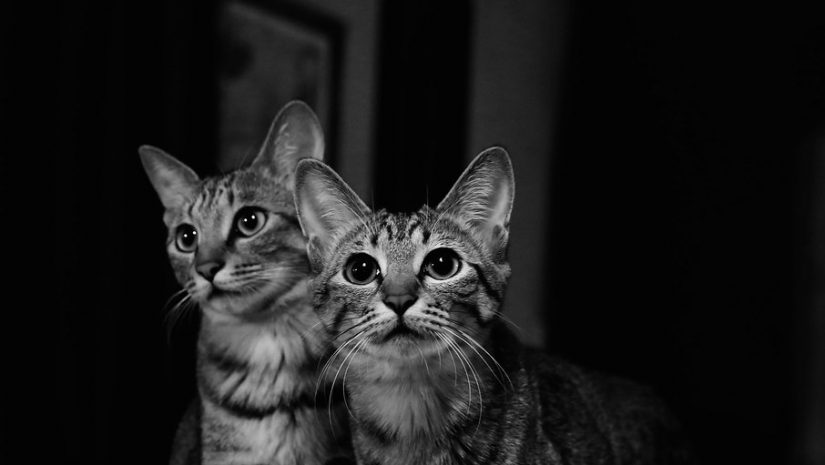 duo-des-chats