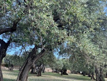 olivade-olivier