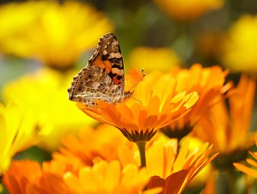 calendula