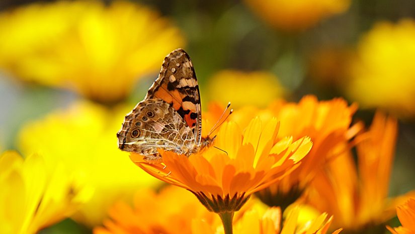 calendula