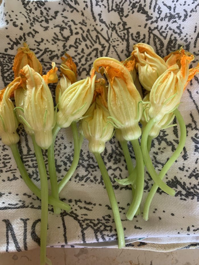 fleurs-de-courgettes