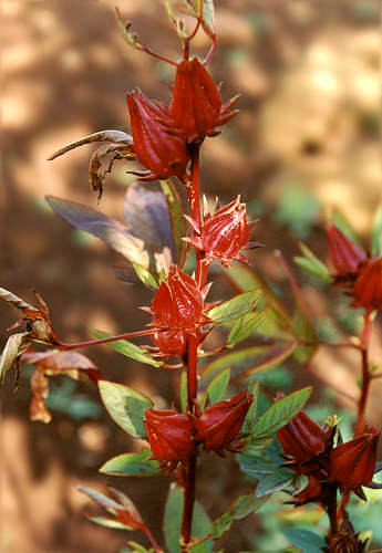 hibiscus-bissap-carcadet