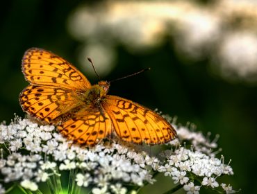 calin-papillon